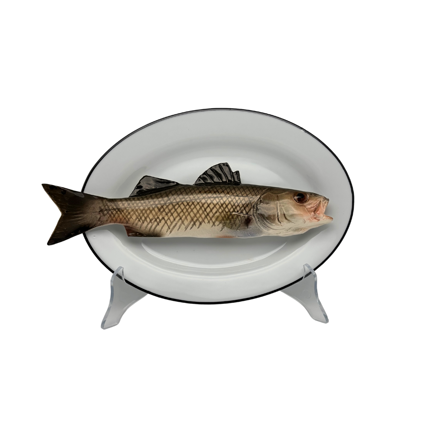 Spigola op ovaal wit bord met donker grijze rand, 25x17cm
