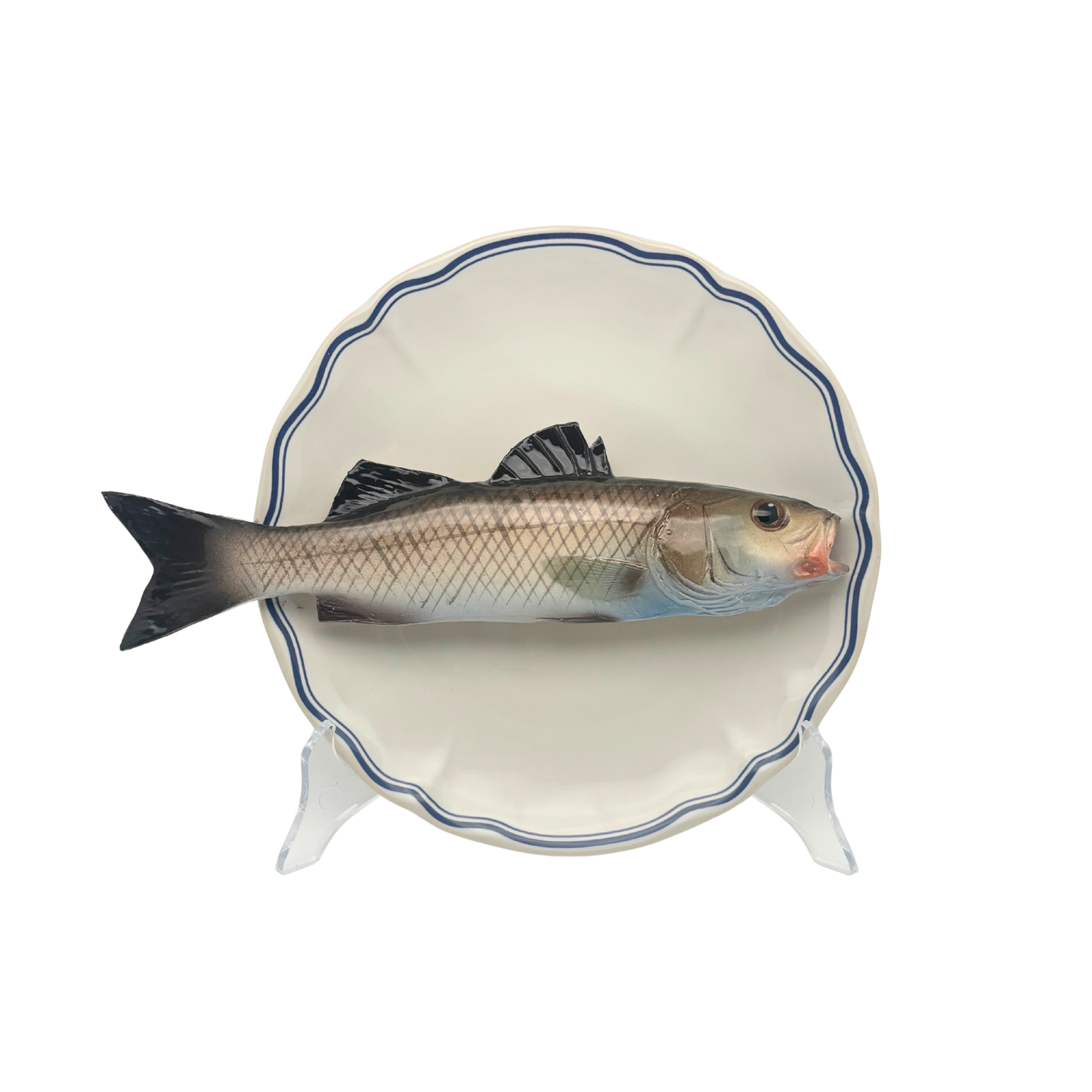 Spigola op wit bord met blauwe geschulpte rand 21 cm