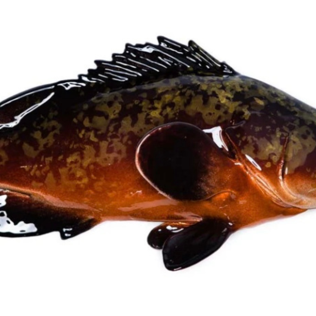 Cernia / Tandbaars 38 cm