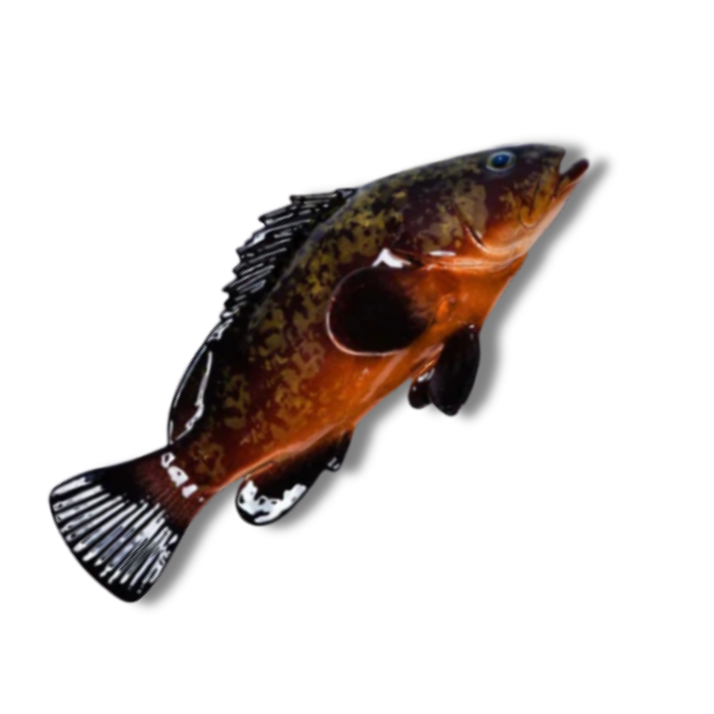 Cernia / Tandbaars 38 cm