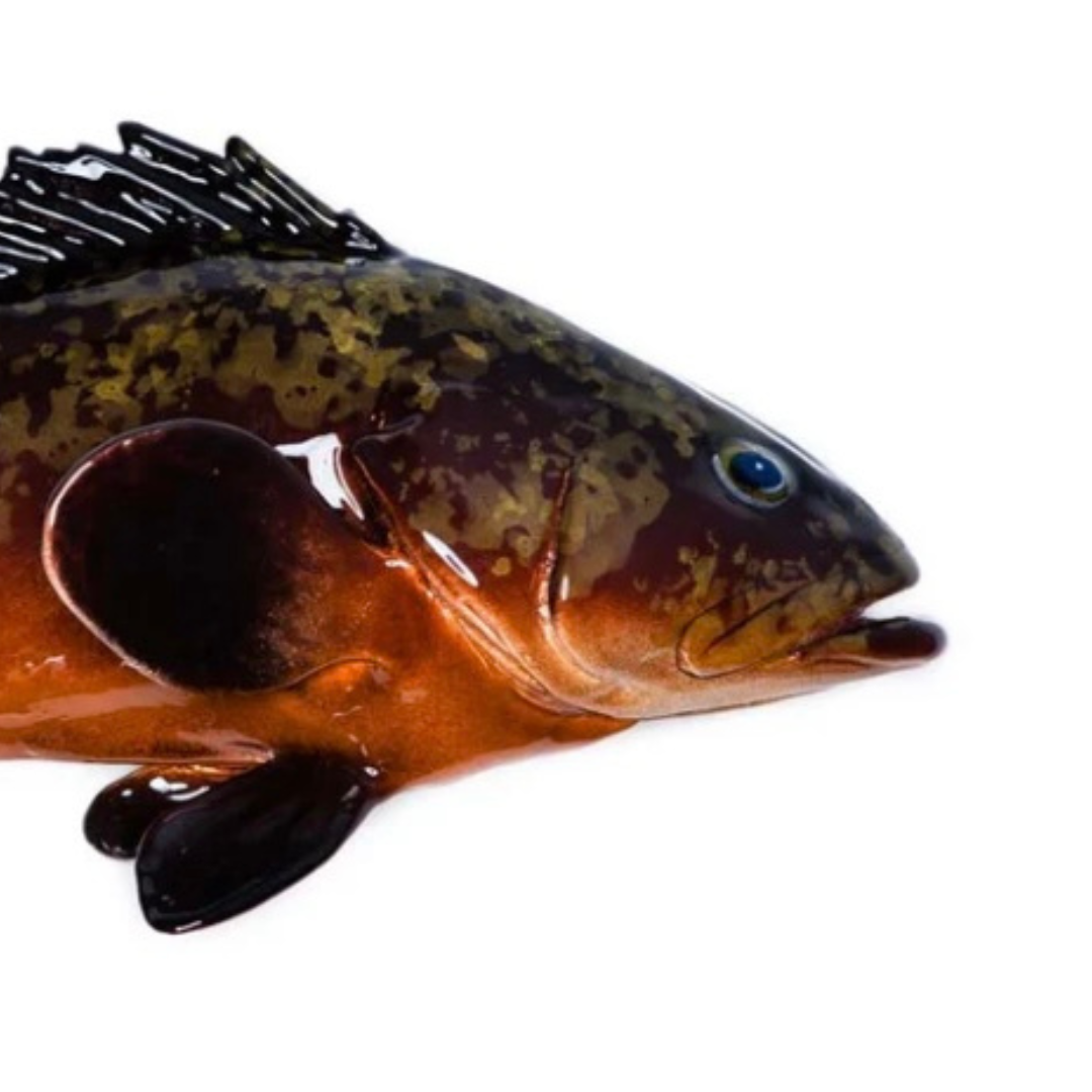 Cernia / Tandbaars 38 cm