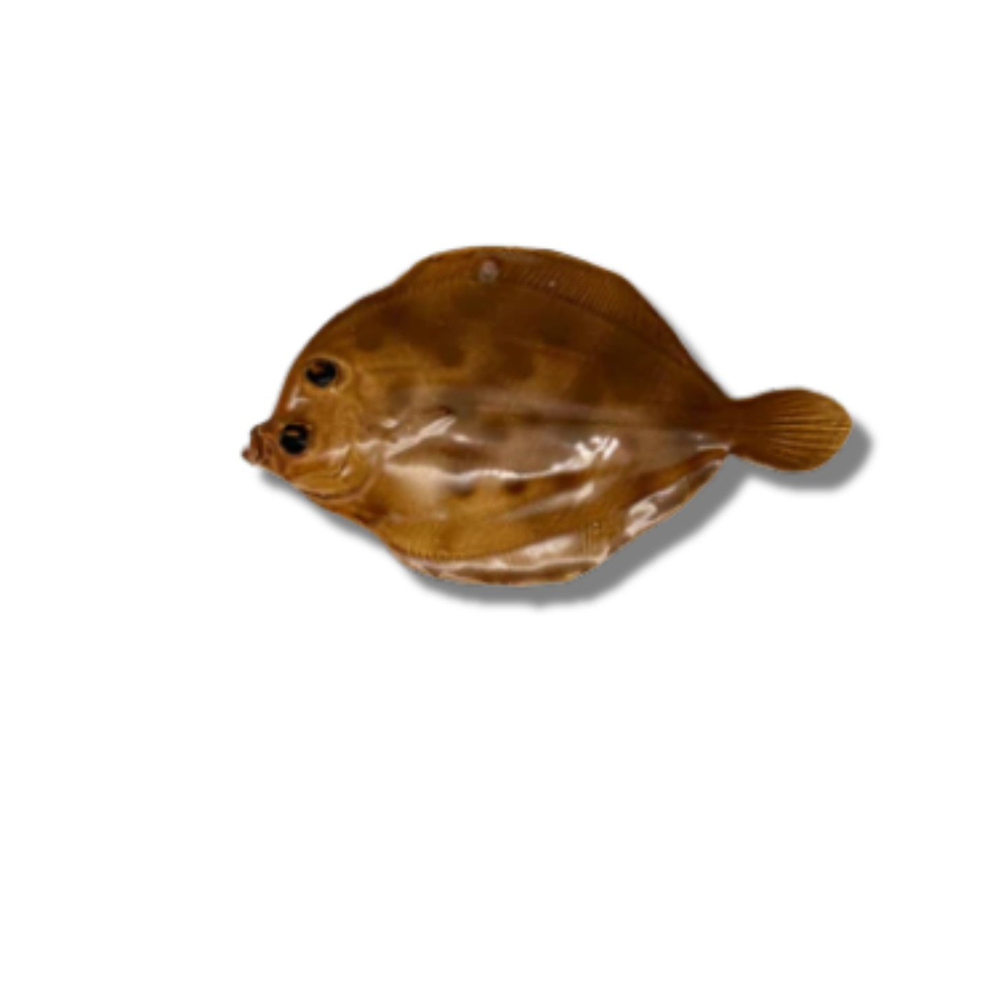 Pettine/schol klein, 16 cm