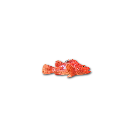 Cipolla 26 cm