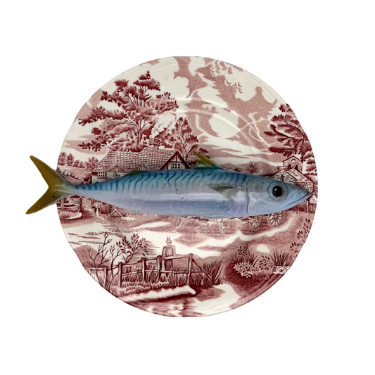 Makreel/Sugarello op roze vintage bord, 25 cm rond