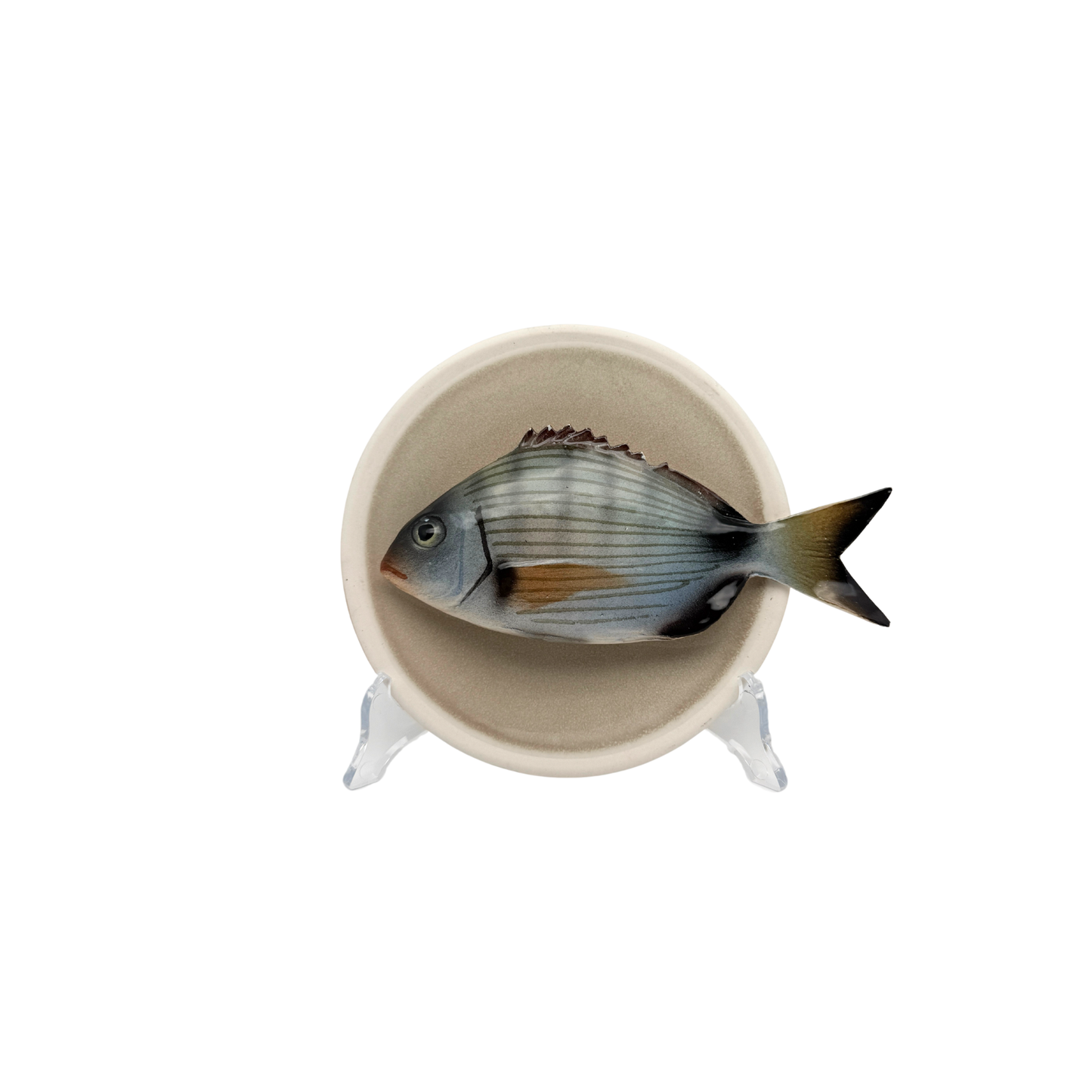 Sarago medio op een beige bordje met lichte rand, 15 cm