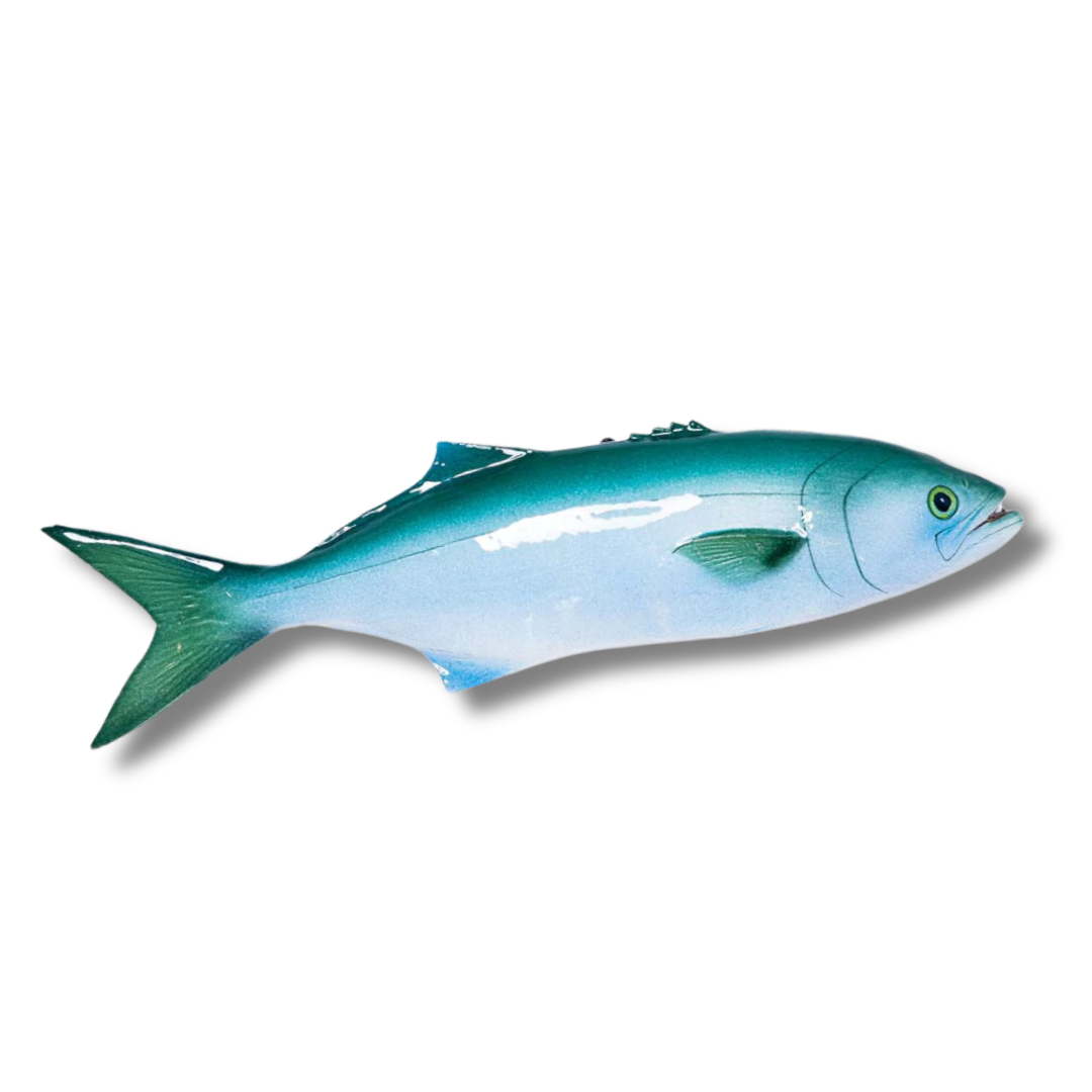 Serra / Bluefish 40 cm