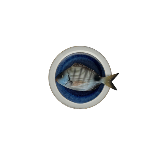 Sarago medio op blauw bord met lichte rand, 17 cm