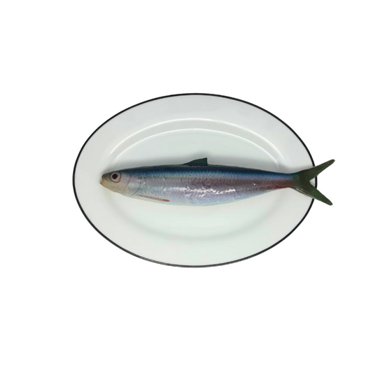 Alaccia/Haring op ovaal wit bord met donker grijze rand