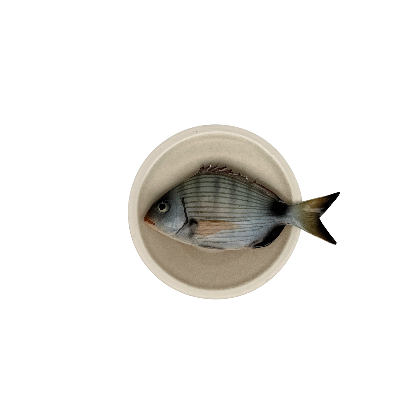 Sarago medio op een beige bordje met lichte rand, 15 cm