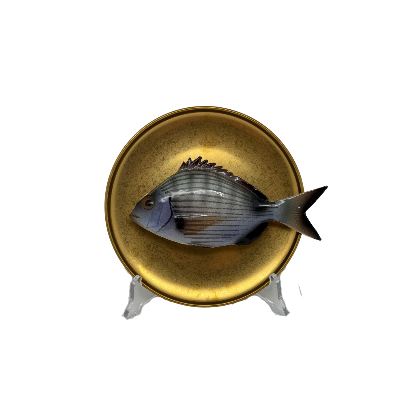 Sarago medio op antique gouden bord, 16cm rond