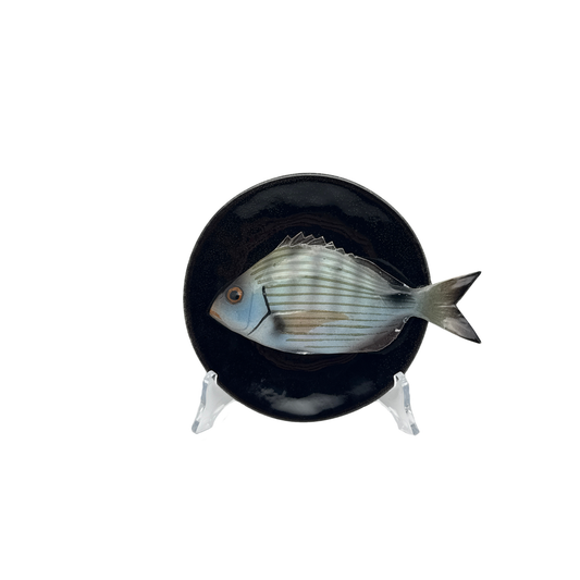 Sarago medio op zwart bord, 15cm
