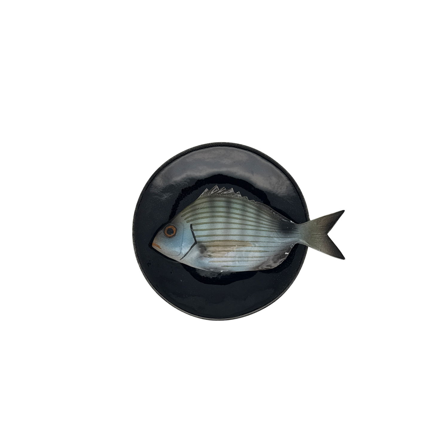 Sarago medio op zwart bord, 15cm