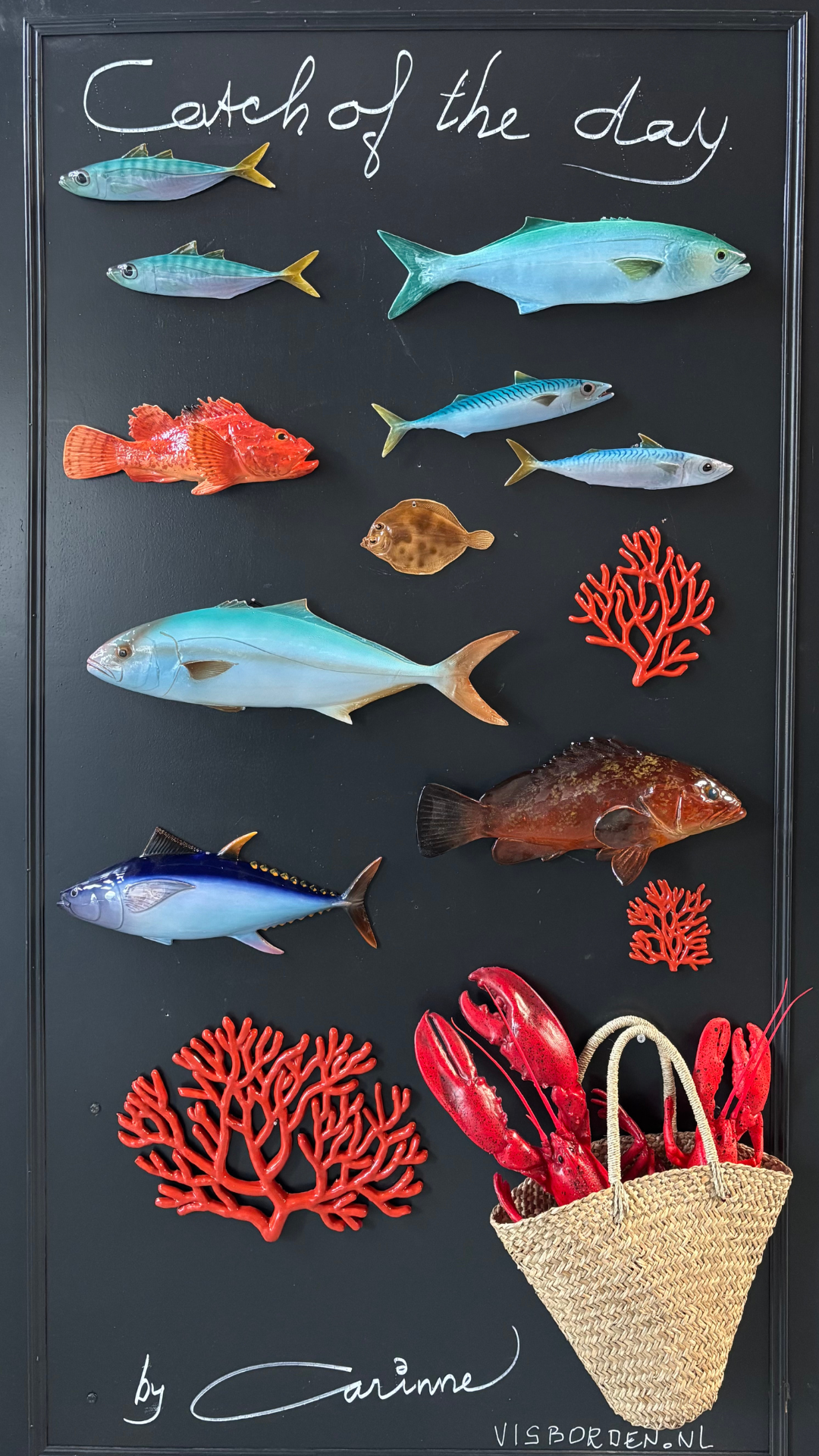 Serra / Bluefish 40 cm