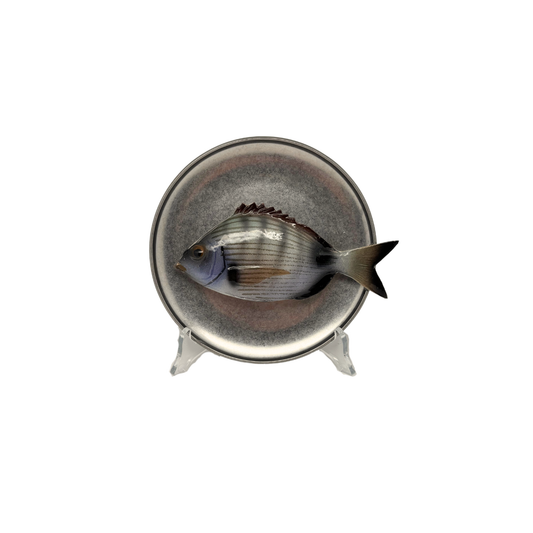 Sarago medio op antiek zilver bord, 16,5cm