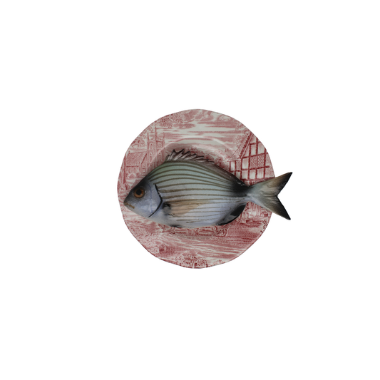 Sarago medio op roze vintage bord, 16 cm rond