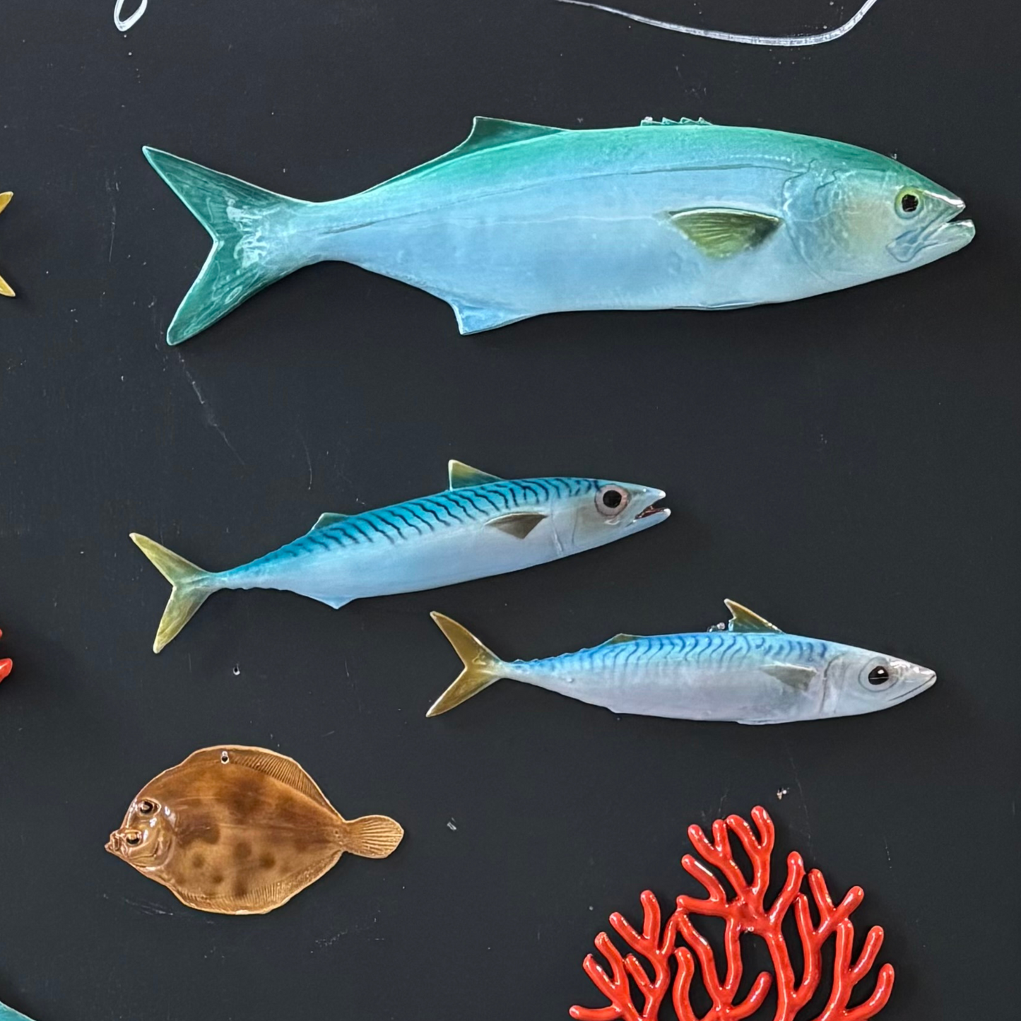 Serra / Bluefish 40 cm