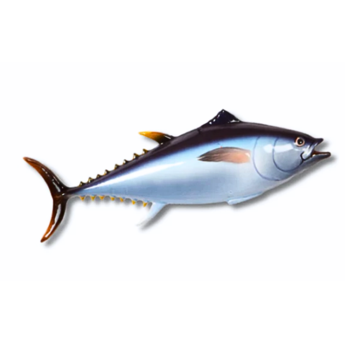 Tonno Grande, 65cm lang