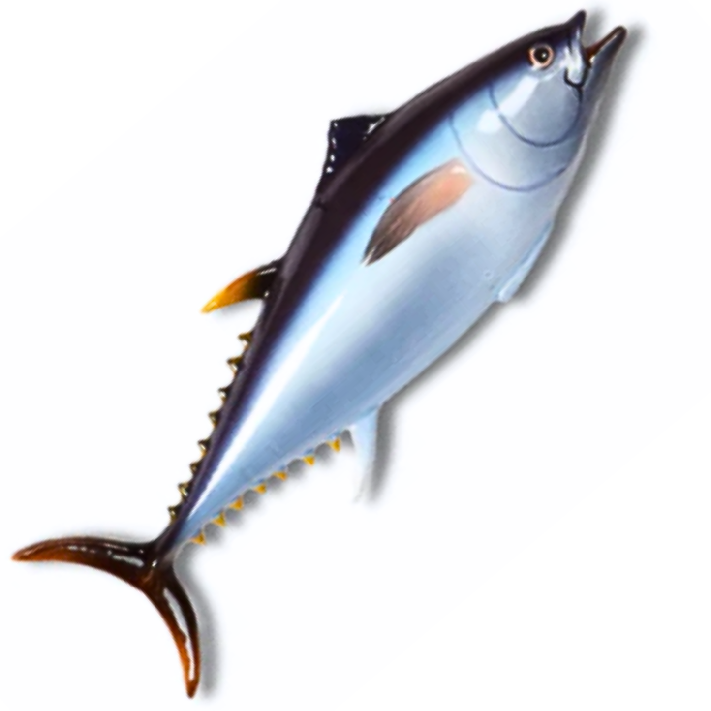 Tonno Grande, 65cm lang