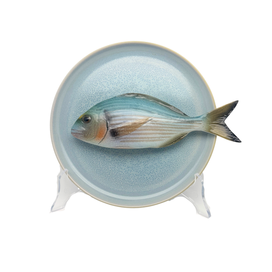 Orata op licht blauw bord, 21cm