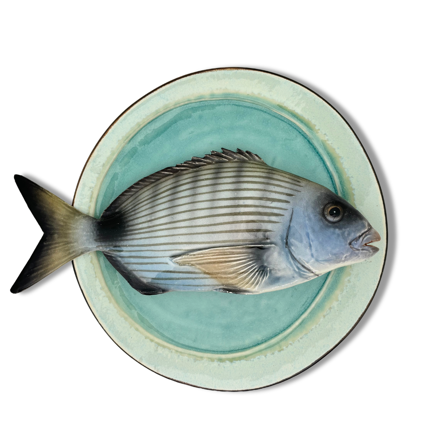 Sarago grande op blauw/groen bord, 28cm rond