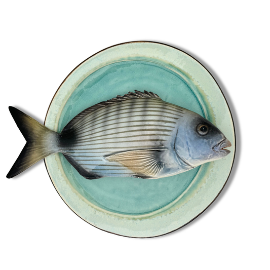 Sarago grande op blauw/groen bord, 28cm rond