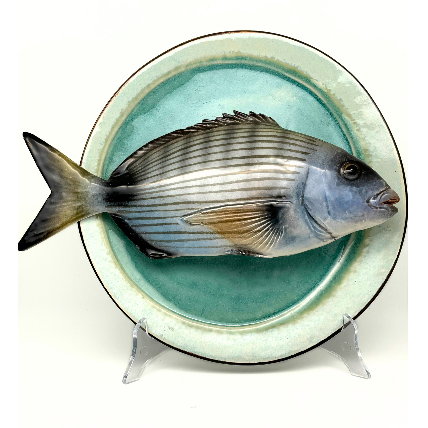 Sarago grande op blauw/groen bord, 28cm rond