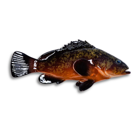 Cernia / Tandbaars 38 cm