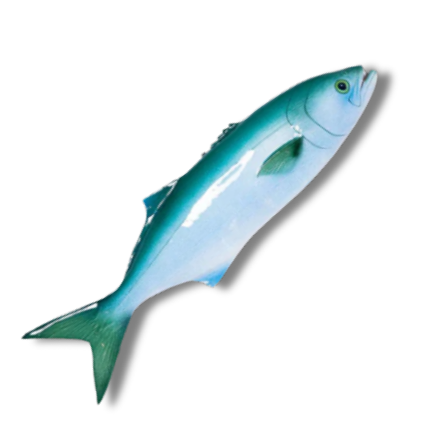 Serra / Bluefish 40 cm