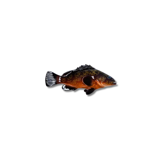 Cernia / Tandbaars 38 cm