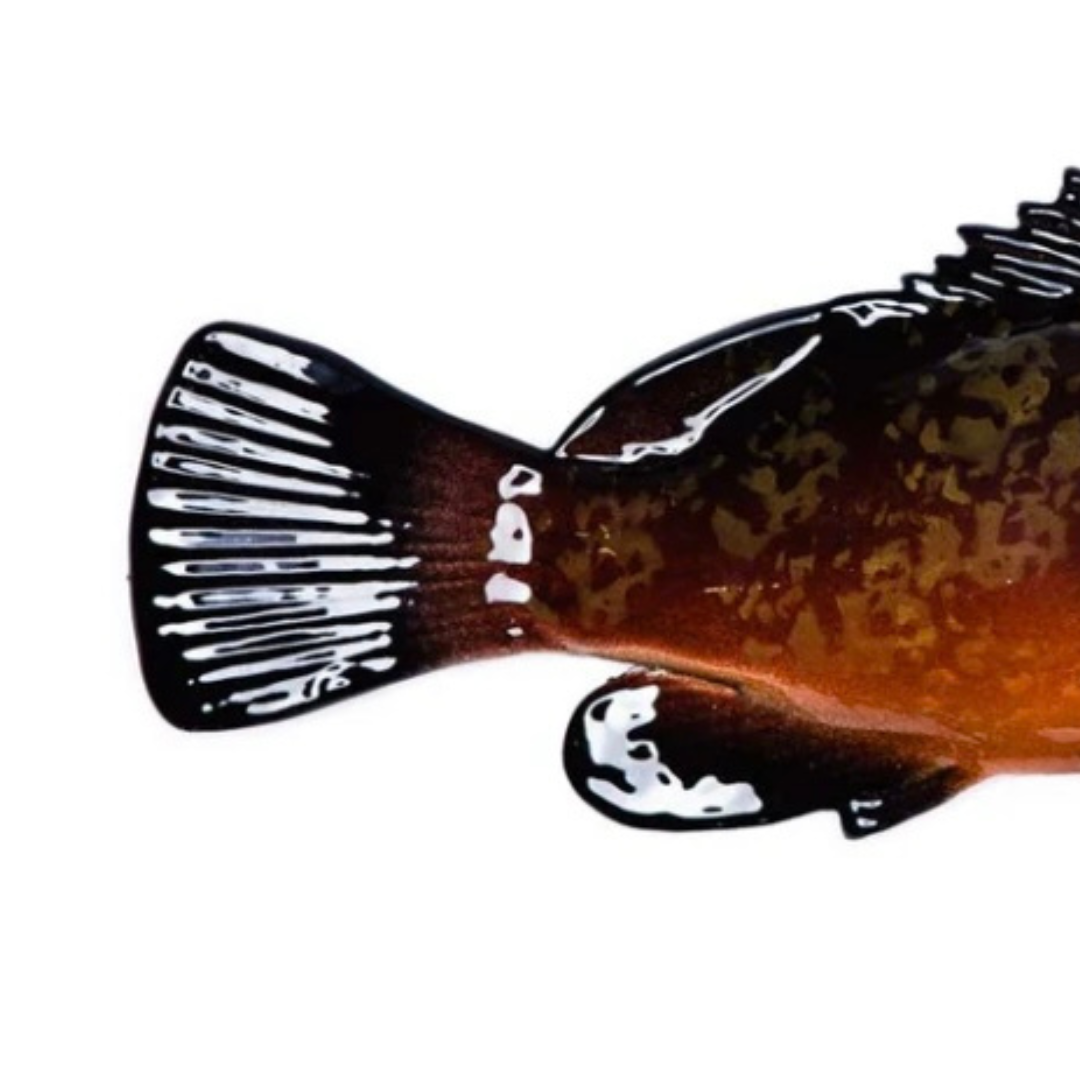 Cernia / Tandbaars 38 cm