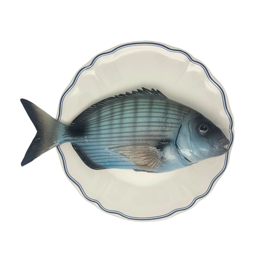 Sarago Grande op wit bord met blauwe geschulpte rand 27 cm