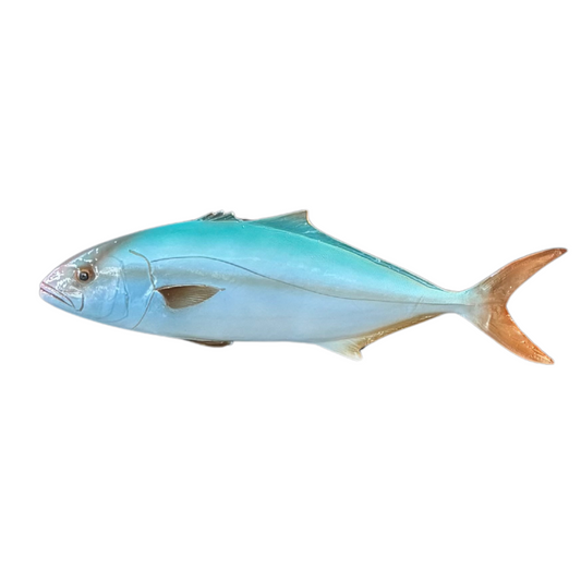Ricciola 50 cm
